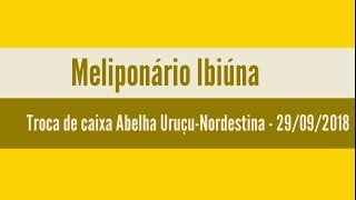 Transferência de caixa Abelha Uruçu-Nordestina - 29/09/2018 (Meliponário Ibiúna)