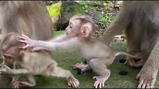 Adorable Monkey Family Of Three Moms & Three Babies Enjoy A Sweet Morning Together Teaching babies.