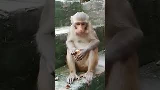 बंदर बाजार जा रहा है 🤣🤣🐒 #funny #comedy #monkeycomedy #animals #trendingshorts #shorts #viralvideo