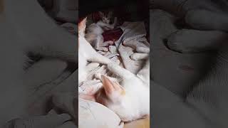 Cuddling turns into fight 😨🥵😡❗❗❗❗#cat #shorts #viral