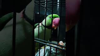 Parrot eating sunflower 🌻 Seeds #cute #parrot #alexandrineparakeet #sunflowerseeds #dinner