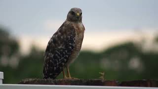 Adult Red Shouldered Hawk posing for me