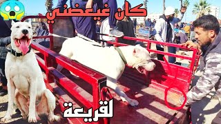 سوق القريعة كلاب ضخمة وخطيرة  يوم الاحد 🐕أثمنة مناسبة جدا 💰😱 وكلاب نادرة 🤯🔥