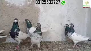 Sialkoti Kabootar | Aqeel Pigeon Master | 03125532727 WhatsApp