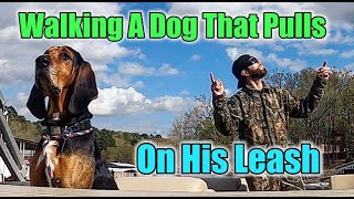 Walking A Dog That Constantly Pulls On Leash (Trey Clark Method)