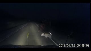 First Kill Of 2017 - Truck vs Deer - Deer Loses