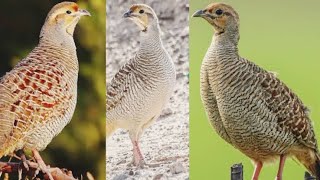 Teetar Grey Teetar Iranian Francolin Partridge