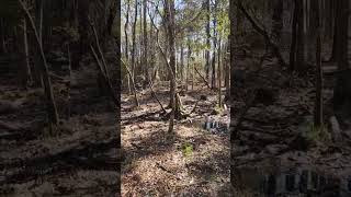 Flordia Trail. #shorts #trending #hiking #swamp #mentalhealthawareness