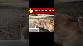 Wild rabbit aware of human presence #rabbit #bunny #shorts