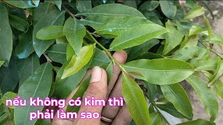 cơi đọt cuối cùng Ra phải có kim để mai ôm nụ.nếu không có kim thì phải làm sao