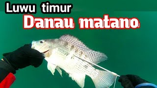 pana ikan nila didanau luwu timur #spearfishing #menombakikan #ikannilababon