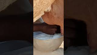 FRESH CAMEL MILK | WHY CAMEL MILK EXPENSIVE #shorts