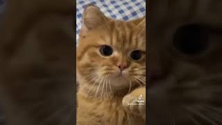 Cute cat#cute#funny#cat#reels#love #short#trending#tiktok#viralvideo #funnyvideo#fyp#explore#shorts