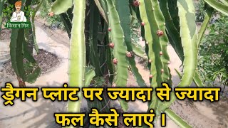 How to increase Dragon fruit yield | Dragon fruit farming | Dragon fruit | By Kisan Mitra