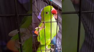 #tota#mittoo#parrottalking #parrotshorts#parrotentertainment#bolnewalatota#greenparrot#shortvideo#yt