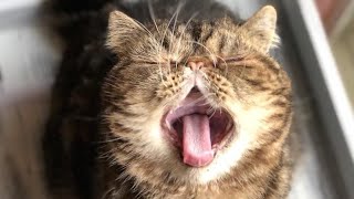 😂 Funniest Cats and Dogs Videos 😺🐶 || 🥰😹 Hilarious Animal Compilation №460