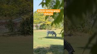 Zebras eating grass #shorts