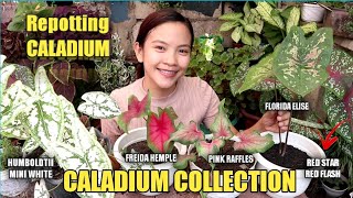 CALADIUM COLLECTION | Repotting my Caladium