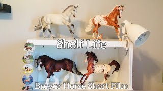 Shelf Life -E1 S1- Average Day ~Breyer Horse Series~