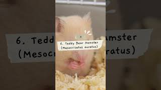 Top 10 Types of Hamsters for Pets #pets #typesofhamsters #hamsters