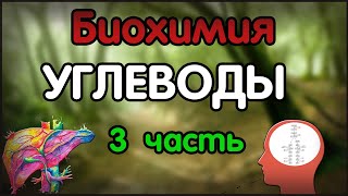 Биохимия. Лекция 49. Углеводы. Гликолиз. Челночные системы. Обезвреживание этанола.