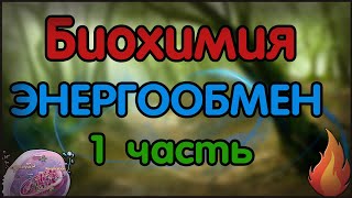 Биохимия. Лекция 51. Общие пути катаболизма. Энергообмен. Цикл Кребса.