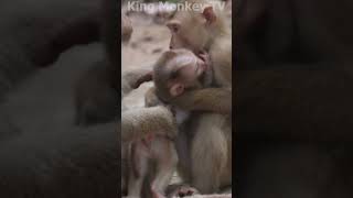 Monkey funny videos #1380 #babymonkey #shortvideo #short #viral #monkey #reels2023