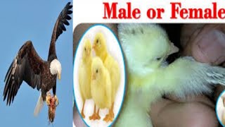 How To Identify Male And Female Chicks (EAGLE Method)