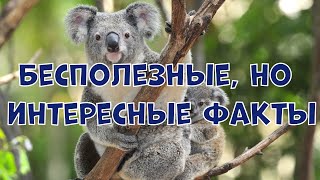 БЕСПОЛЕЗНЫЕ, НО ИНТЕРЕСНЫЕ ФАКТЫ