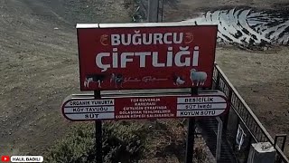 5000 KÜÇÜK BAŞ HAYVAN'IN BESLENECEĞİ ÇİFTLİK