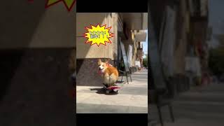 Corgi on skateboard#shorts #pets #corgi #skateboarding