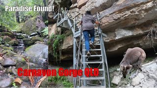 "Carnarvon Gorge" We just found paradise!