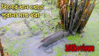 গ্রামে ধান কাটার পর খেত সেচে দেশি পুরানা শিং কৈ টাকি ও অনেক ছোট বড় মাছ ধরলাম  new fishing videos.