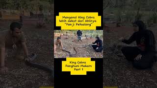 Mengenal King Cobra dari Ahlinya Panji Petualang Part1 #kingcobra #panjipetualang #ular