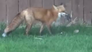 Fox Catches Mole