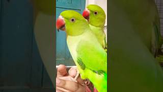 #viral#video #parrot #tota #mittoo#birds #cute #funnyvideo#monkey #trending#shorts #parrotshorts#yt