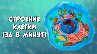 Строение клетки за 8 минут (даже меньше)