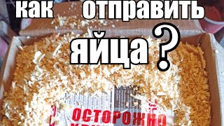 Как отправить инкубационное яйцо по ВСЕЙ СТРАНЕ?