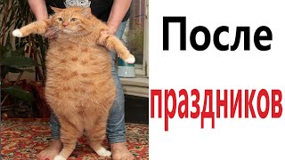 Приколы! КОТ ПОСЛЕ ПРАЗДНИКОВ - МЕМЫ!!! Смешные видео от – Доми шоу!