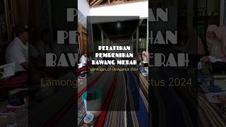 PELATIHAN PEMBENIHAN BAWANG MERAH