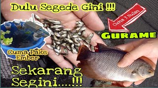 Ternak Ikan Gurame Dalam Ember , Kuras dulu karena Bau airnya..