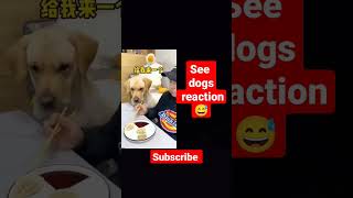 Dogs funny video