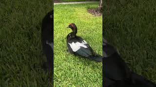 Cute duck walking slowly  #shorts