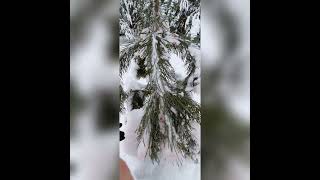 А вы уже нарядили ёлочку на улице??? 🌲❄