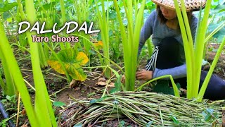 Go to the Forest, harvesting Taro shoot | Forest life