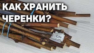 Как сохранить черенки винограда до весны?