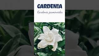 GARDENIA | #plantas #medicine #medicinalplants #agroecology #agriculture #agricultura #shorts