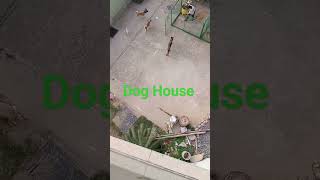 Dog house#youtubeshorts #youtube #shorts #short #dog #dogs