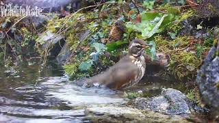 Dec 05  Redwing  bathing