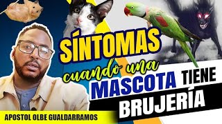 SINTOMAS CUANDO UNA MASCOTA TIENE BRUJERIA Apostol olbe gualdarramos